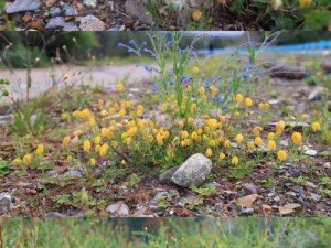 野花视频在线观看免费;野花视频在线观看免费高清无码版