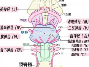 脑回路安装详解及配置指南：实用步骤与注意事项说明