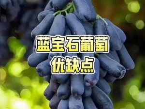 珊瑚岛的宝石，如何将葡萄转化为酒赚取经济利益