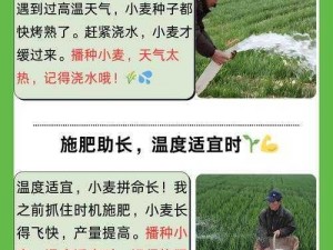 小麦初灌：浇水最佳时间揭秘，晚浇有何讲究？掌握正确时机确保丰收