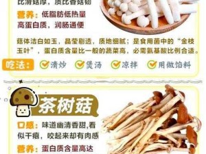 关于白色菌菇种类的探索与研究——不同品种的特征及功效解析