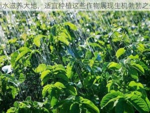 雨水滋养大地，适宜种植这些作物展现生机勃勃之景