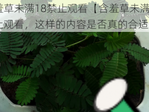 含羞草未满18禁止观看【含羞草未满 18 禁止观看，这样的内容是否真的合适？】