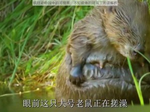 疯狂动物园中的河狸熊：不知疲倦的建筑工图谱解析