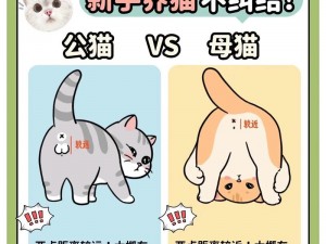 猫咪30与20的区别;如何区分猫咪 30 和 20？