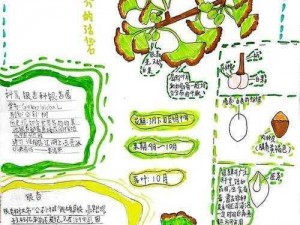 光明大陆植物采集点详解：植物采集点一览与特色介绍