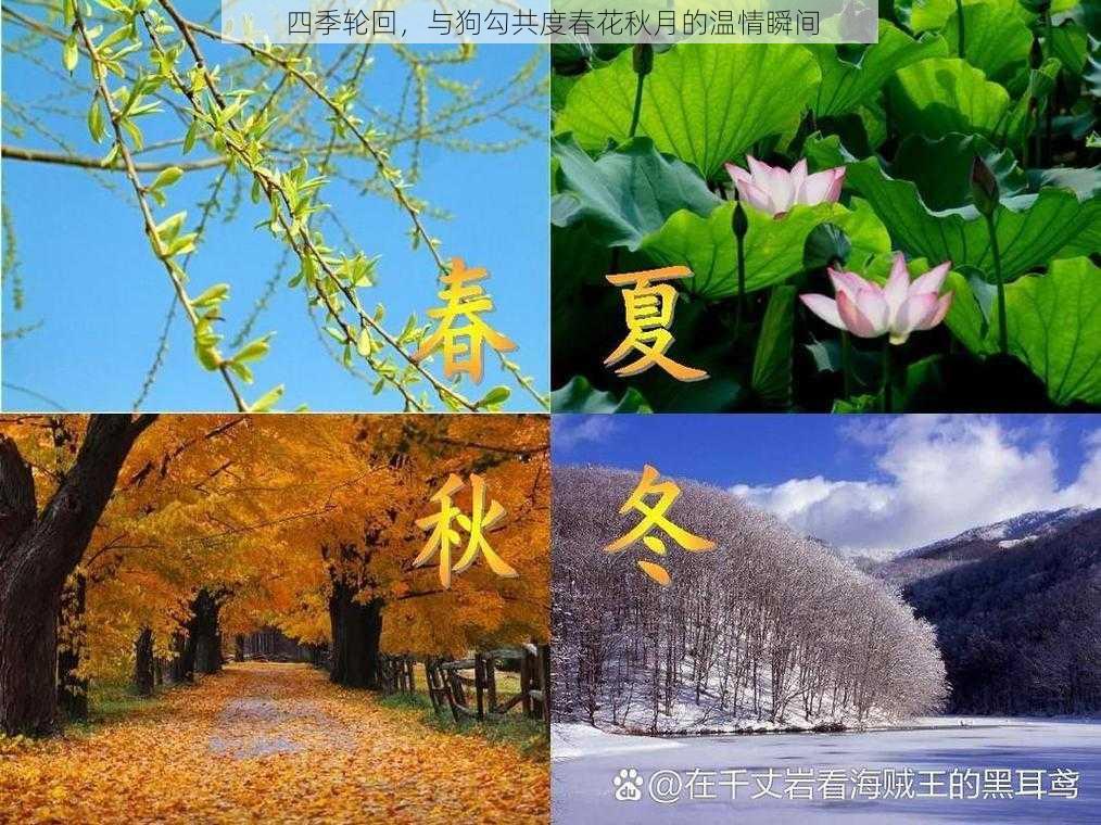 四季轮回，与狗勾共度春花秋月的温情瞬间