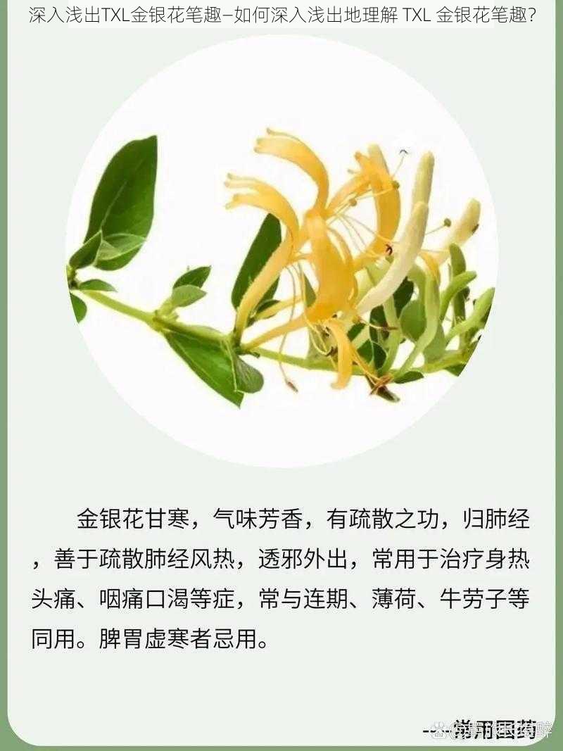 深入浅出TXL金银花笔趣—如何深入浅出地理解 TXL 金银花笔趣？