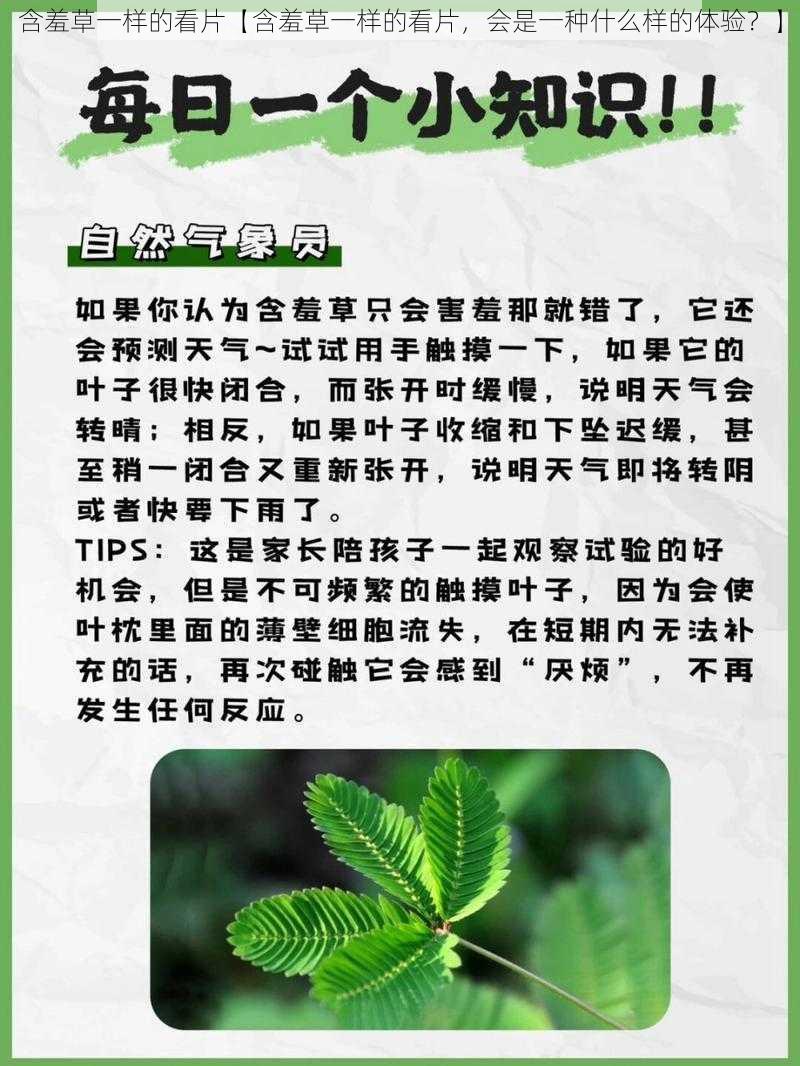 含羞草一样的看片【含羞草一样的看片，会是一种什么样的体验？】