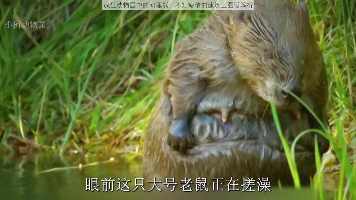 疯狂动物园中的河狸熊：不知疲倦的建筑工图谱解析