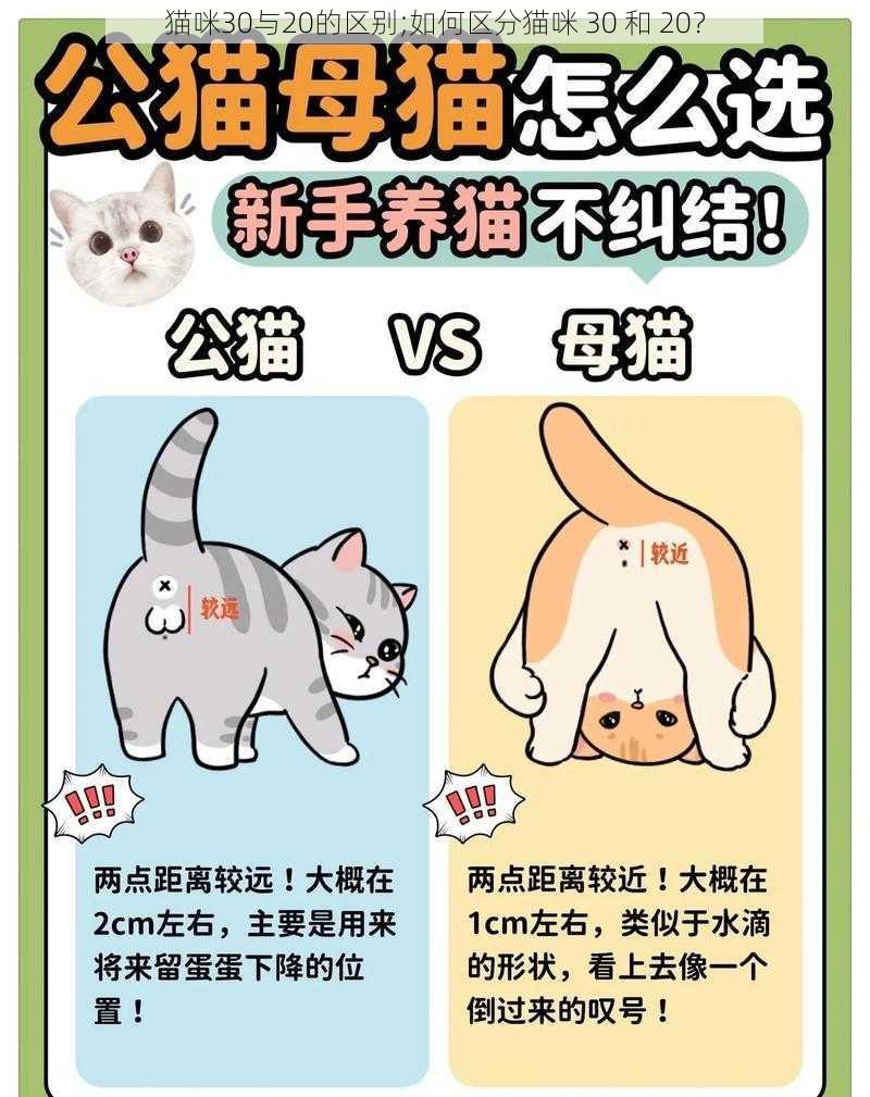 猫咪30与20的区别;如何区分猫咪 30 和 20？