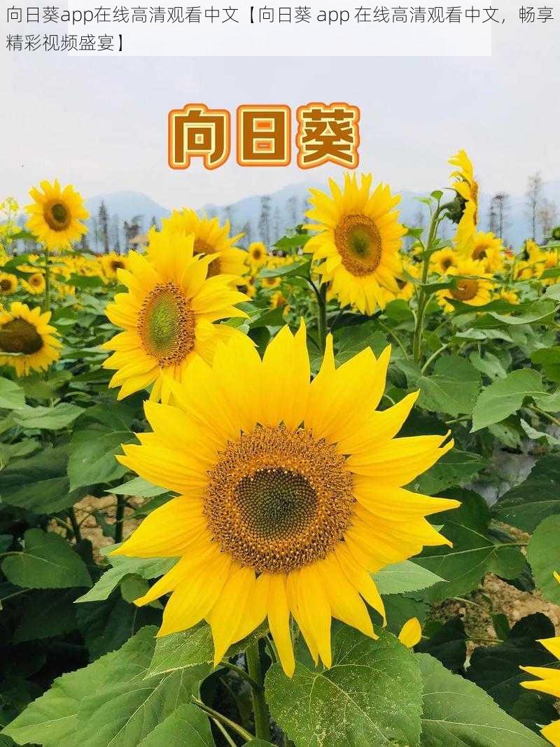 向日葵app在线高清观看中文【向日葵 app 在线高清观看中文，畅享精彩视频盛宴】