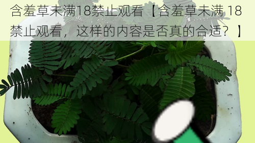 含羞草未满18禁止观看【含羞草未满 18 禁止观看，这样的内容是否真的合适？】