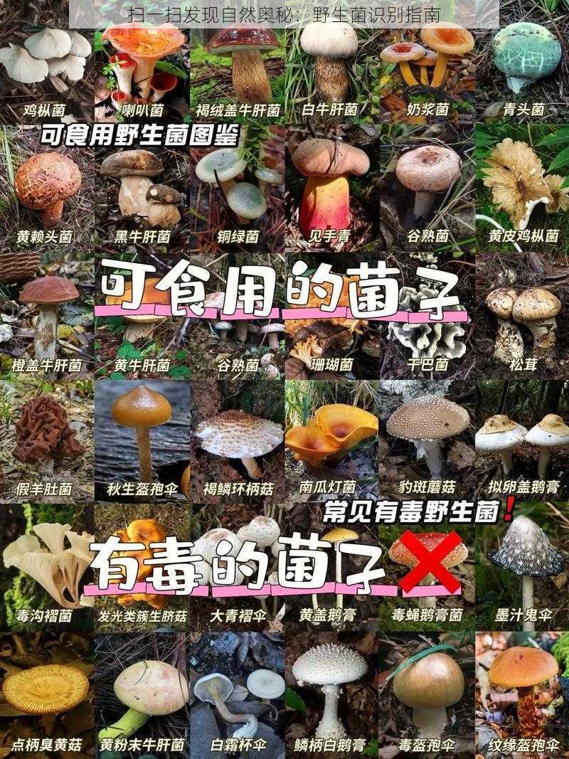 扫一扫发现自然奥秘：野生菌识别指南