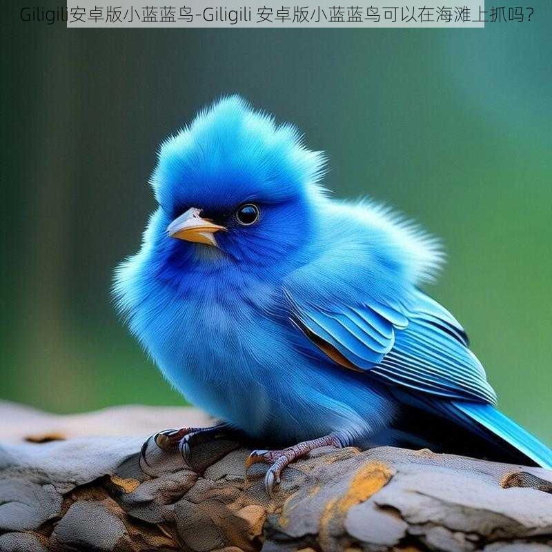 Giligili安卓版小蓝蓝鸟-Giligili 安卓版小蓝蓝鸟可以在海滩上抓吗?