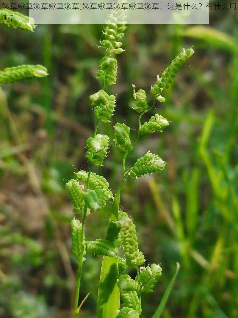 嫰草嫰草嫰草嫰草嫰草;嫰草嫰草嫰草嫰草嫰草，这是什么？有什么用呢？